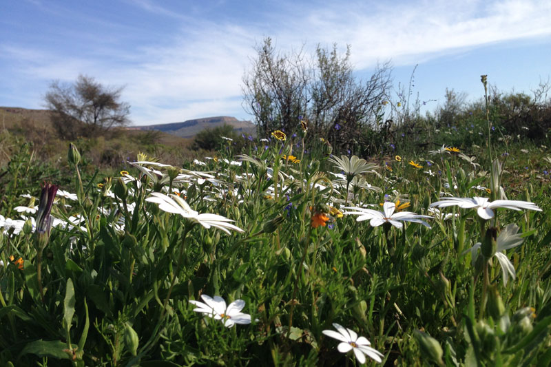 Die Frhlingsblumen des Biedouw-Tals